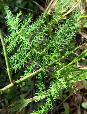 Asparagus setaceus attractive "leaves"