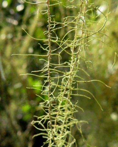 Beard lichen detail
