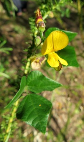 Bolusafra bituminosa