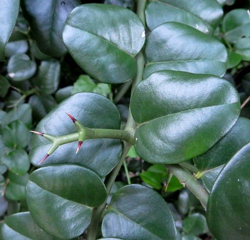Carissa bispinosa glossy leaves