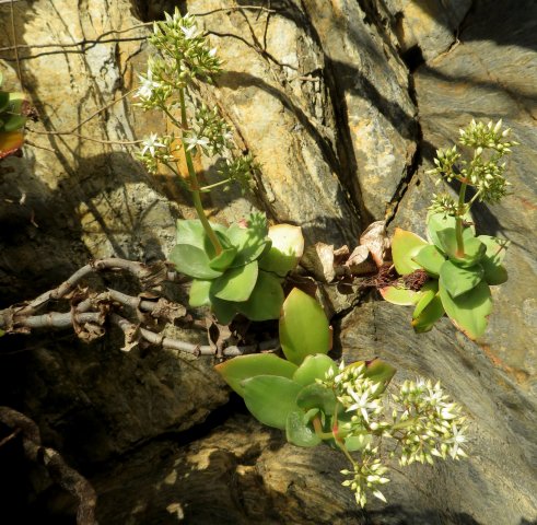 Crassula lactea outliers
