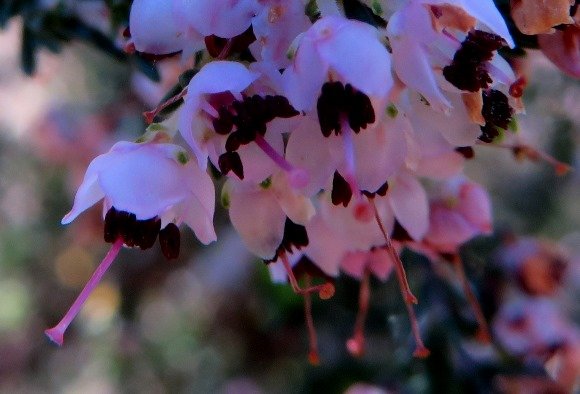 Erica sparsa flowers