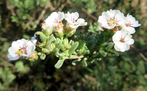 Eriocephalus africanus var. paniculatus