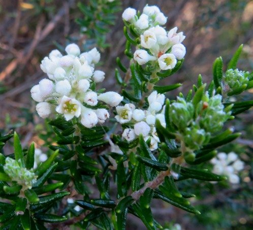 Phylica axillaris stem-tip leaves and flowers