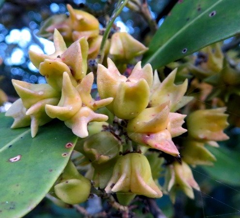 Pterocelastrus tricuspidatus fruit