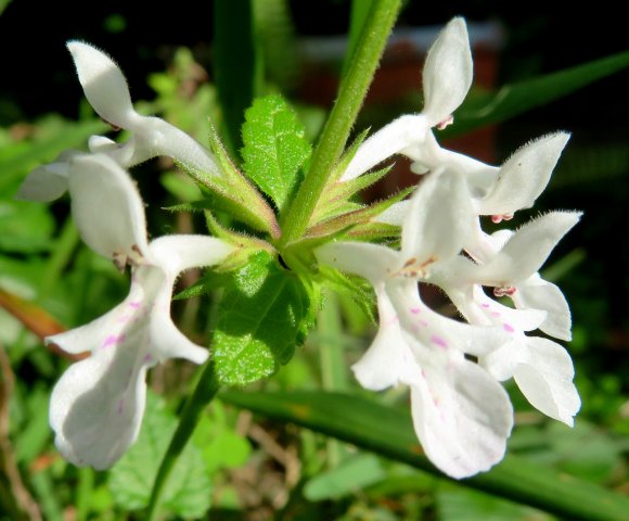 Stachys aethiopica, a woundwort