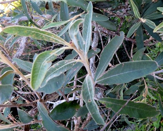 Tarchonanthus littoralis