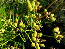 Anginon difforme fruit