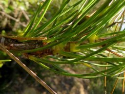 Anginon difforme leaf bases