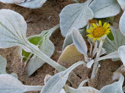 Arctotheca populifolia small flowerhead