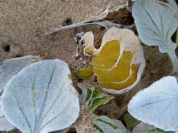Arctotheca populifolia leaf veins and ageing