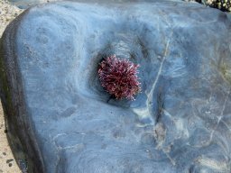 Arthrocardia species maybe