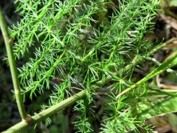 Asparagus setaceus attractive "leaves"