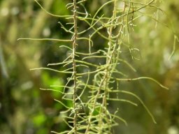 Beard lichen detail