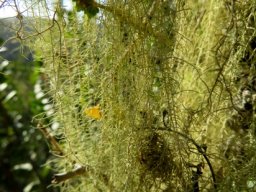 Beard lichen growing dense