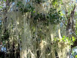 Beard lichen or Usnea