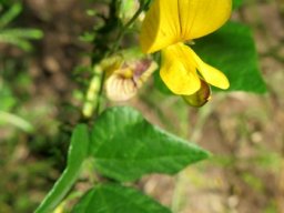 Bolusafra bituminosa