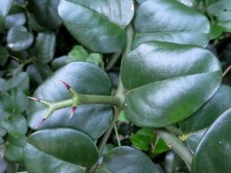 Carissa bispinosa glossy leaves