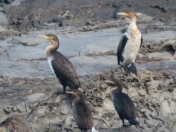 Whitebreasted cormorants