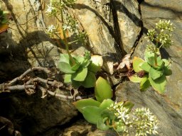 Crassula lactea outliers