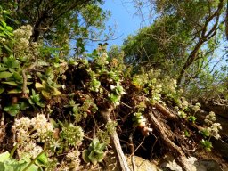 Crassula lactea as a cliff dweller