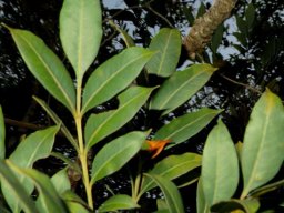 Ekebergia capensis or dogplum