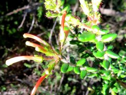 Erica glandulosa subsp. fourcadei bud stages