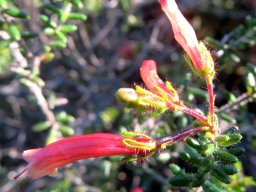 Erica glandulosa subsp. fourcadei