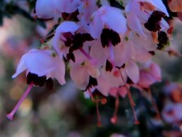 Erica sparsa flowers