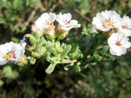 Eriocephalus africanus var. paniculatus