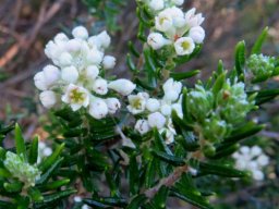 Phylica axillaris stem-tip leaves and flowers