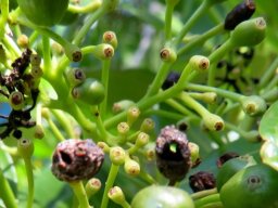 Psydrax obovata subsp. obovata