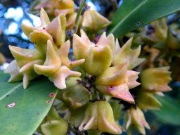 Pterocelastrus tricuspidatus fruit