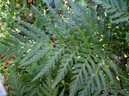 Rumohra adiantiformis frond