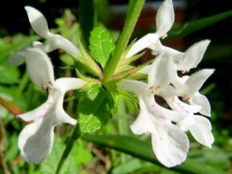 Stachys aethiopica, a woundwort