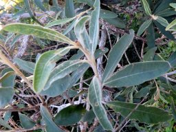 Tarchonanthus littoralis