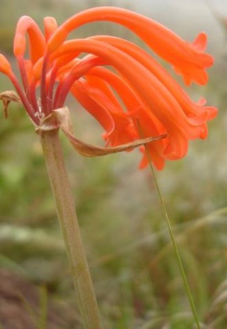 Cyrtanthus epiphyticus