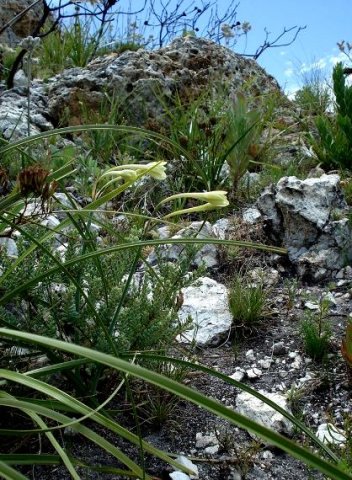 Cyrtanthus leucanthus