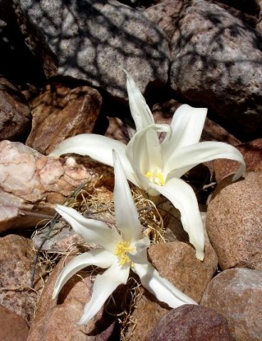 Gethyllis namaquensis