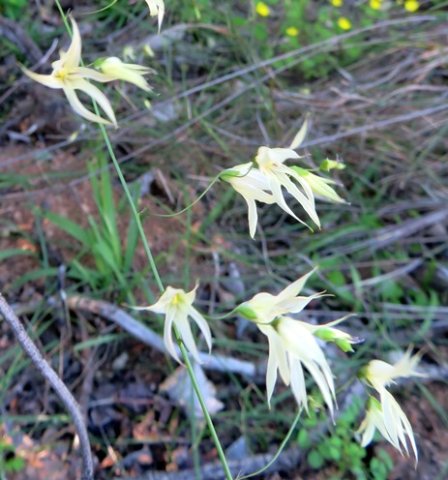 Melasphaerula graminea wiry stems, spaced flowers