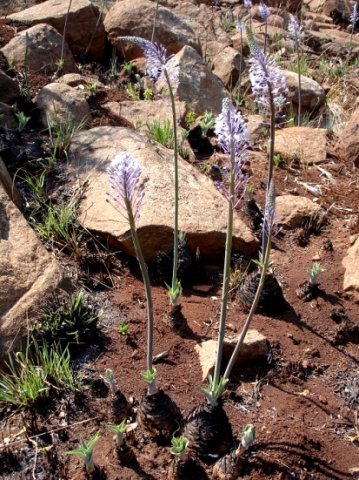 Merwilla plumbea, blouslangkop