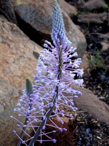 Merwilla plumbea flowers