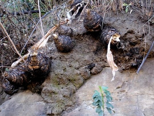 Merwilla plumbea bulbs in winter