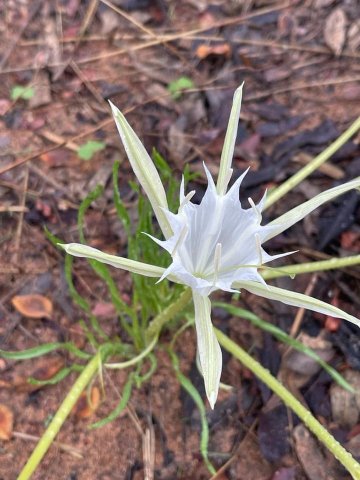 Pancratium tenuifolium spreading tepals