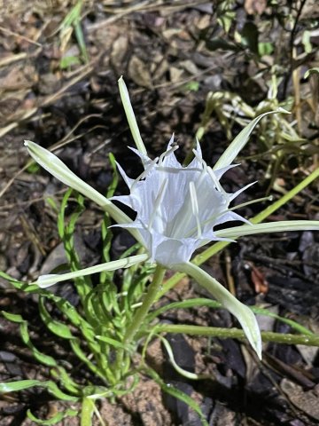 Pancratium tenuifolium filament cup