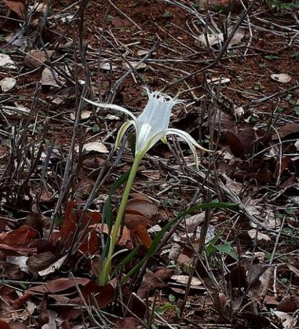Pancratium tenuifolium