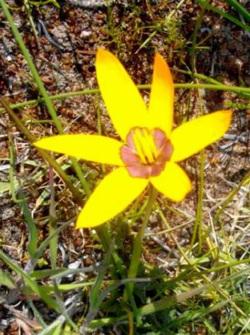 Pauridia canaliculata