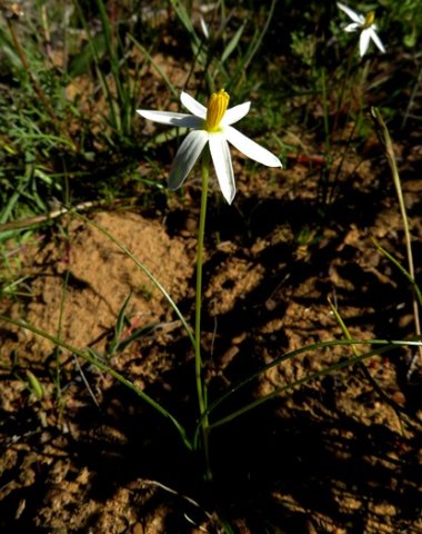 Pauridia serrata subsp. albiflora