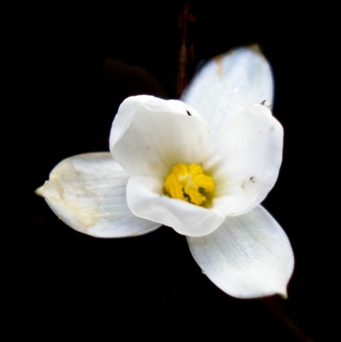 Pauridia aquatica flower