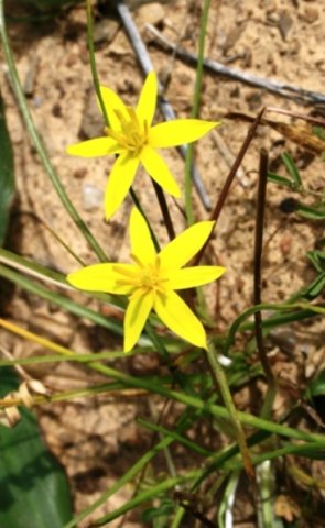 Pauridia curculigoides